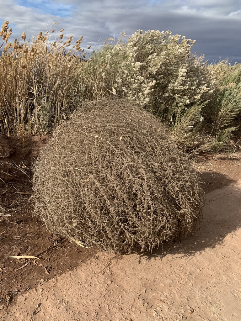 Tumbleweed, - Russian Thistle - DesertUSA