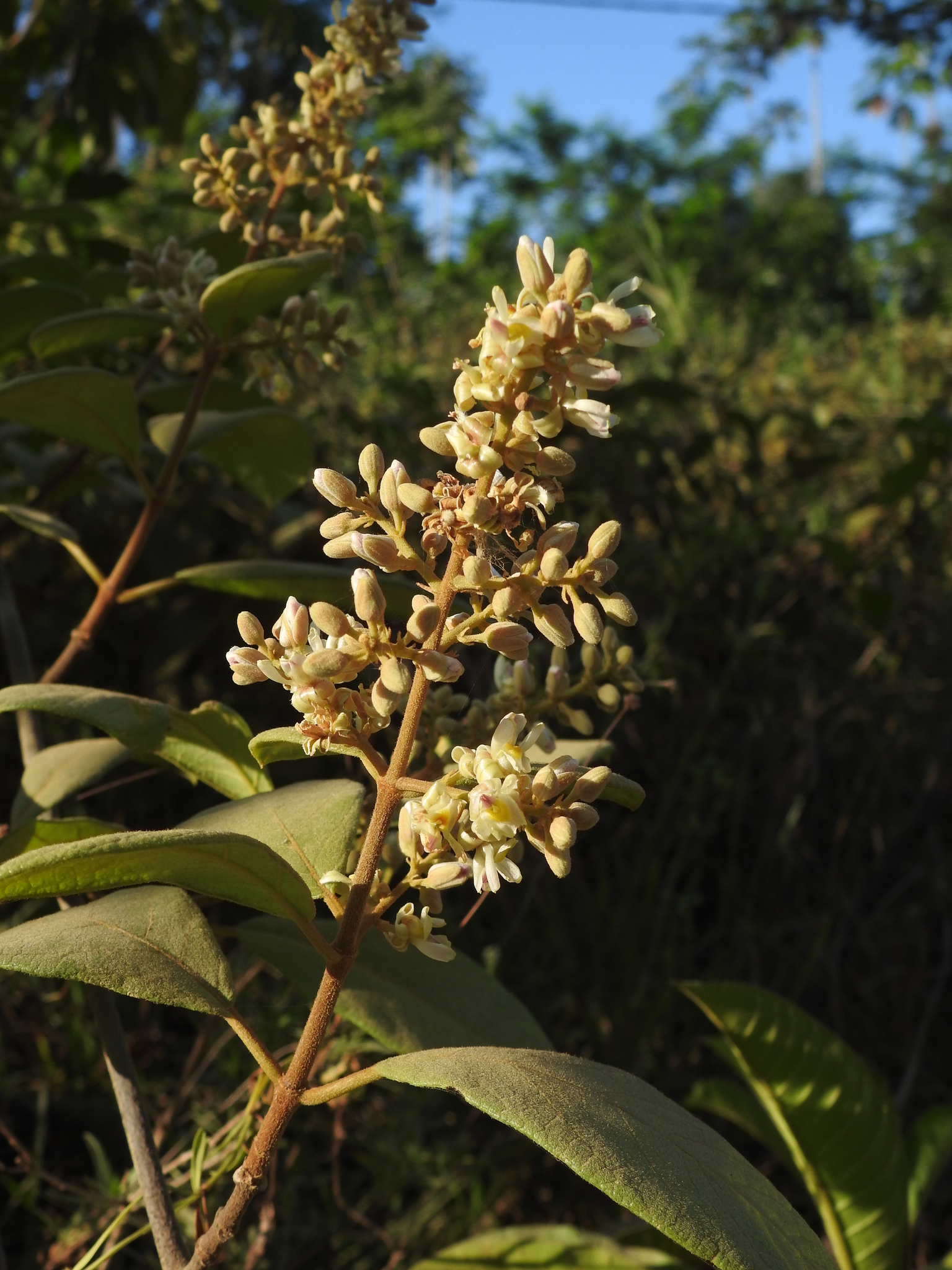 Trigoniaceae