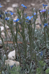 Eritrichium howardii