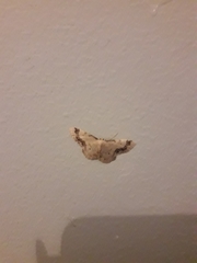 Idaea trigeminata