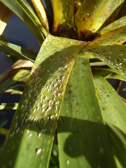 Leucaspis cordylinidis