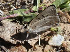 Tharsalea xanthoides