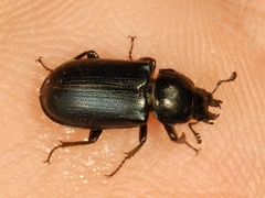 Platycerus oregonensis