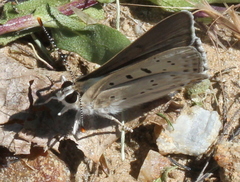 Tharsalea xanthoides