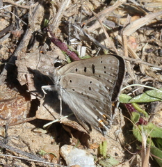 Tharsalea xanthoides