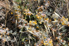 Acmispon argophyllus argophyllus