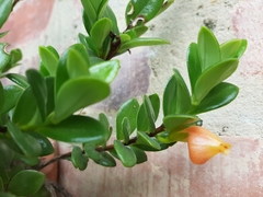 Nematanthus