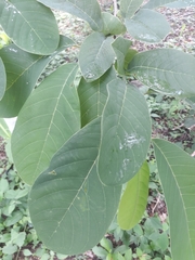 Annona macroprophyllata
