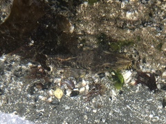 Podothecus accipenserinus