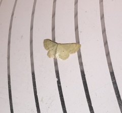 Idaea politaria