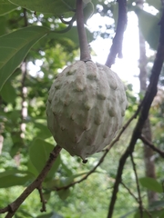 Annona macroprophyllata