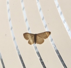 Idaea politaria