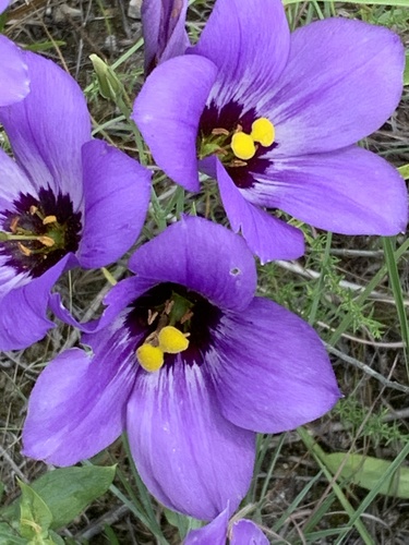 Eustoma russellianum