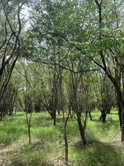 Gonopterodendron arboreum