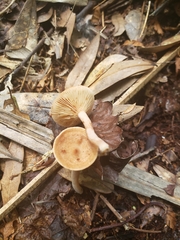 Lactarius areolatus
