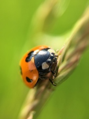 Coccinella septempunctata