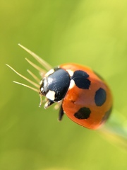 Coccinella septempunctata