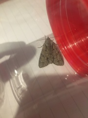 Acronicta psi