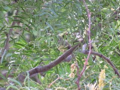 Baeolophus atricristatus