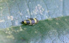 Eupterycyba jucunda