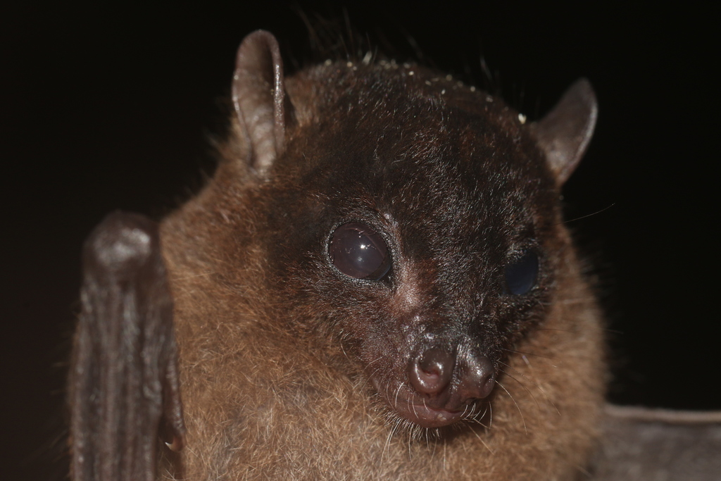 Borneo Fruit Bat