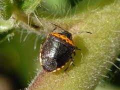 Cosmopepla uhleri