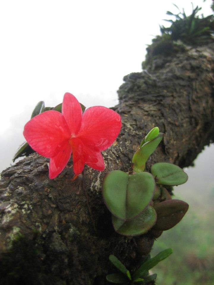 Cattleya brevipedunculata