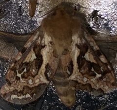 Korscheltellus fusconebulosa