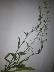 Image of Capsella bursa-pastoris