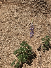 Lupinus neomexicanus