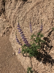 Lupinus neomexicanus