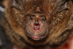 Rhinolophus borneensis