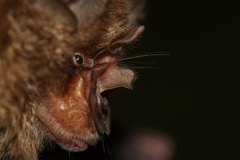 Rhinolophus borneensis