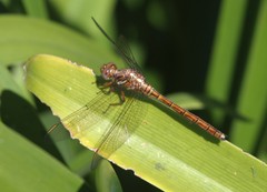 Orthetrum julia