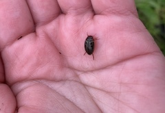 Agabus disintegratus