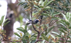 Chlamydochaera jefferyi