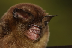 Hipposideros cervinus