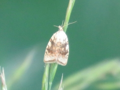 Aleimma loeflingiana