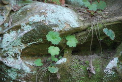 Heuchera missouriensis