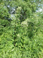 Frasera caroliniensis