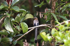 Dendrocitta cinerascens