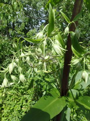 Frasera caroliniensis