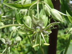 Frasera caroliniensis