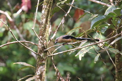 Dendrocitta cinerascens
