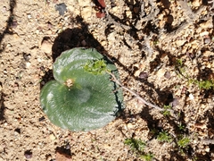 Eriospermum cordiforme