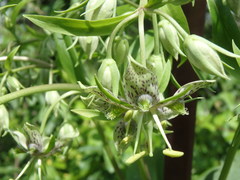 Frasera caroliniensis