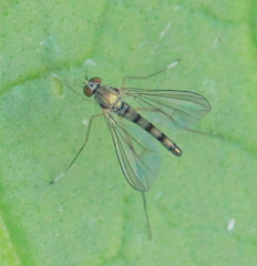 Sciapus platypterus