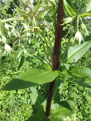 Frasera caroliniensis