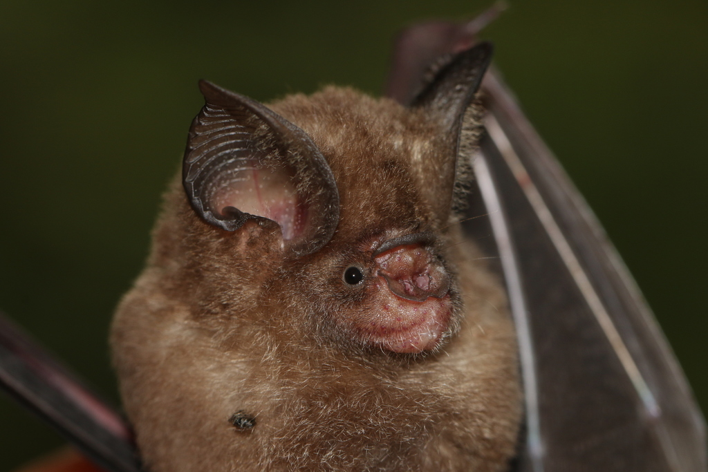 Dayak Leaf-Nosed Bat