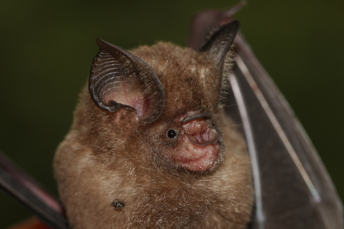 Dayak roundleaf bat (Hipposideros dyacorum) — Least Concern Mammalia
